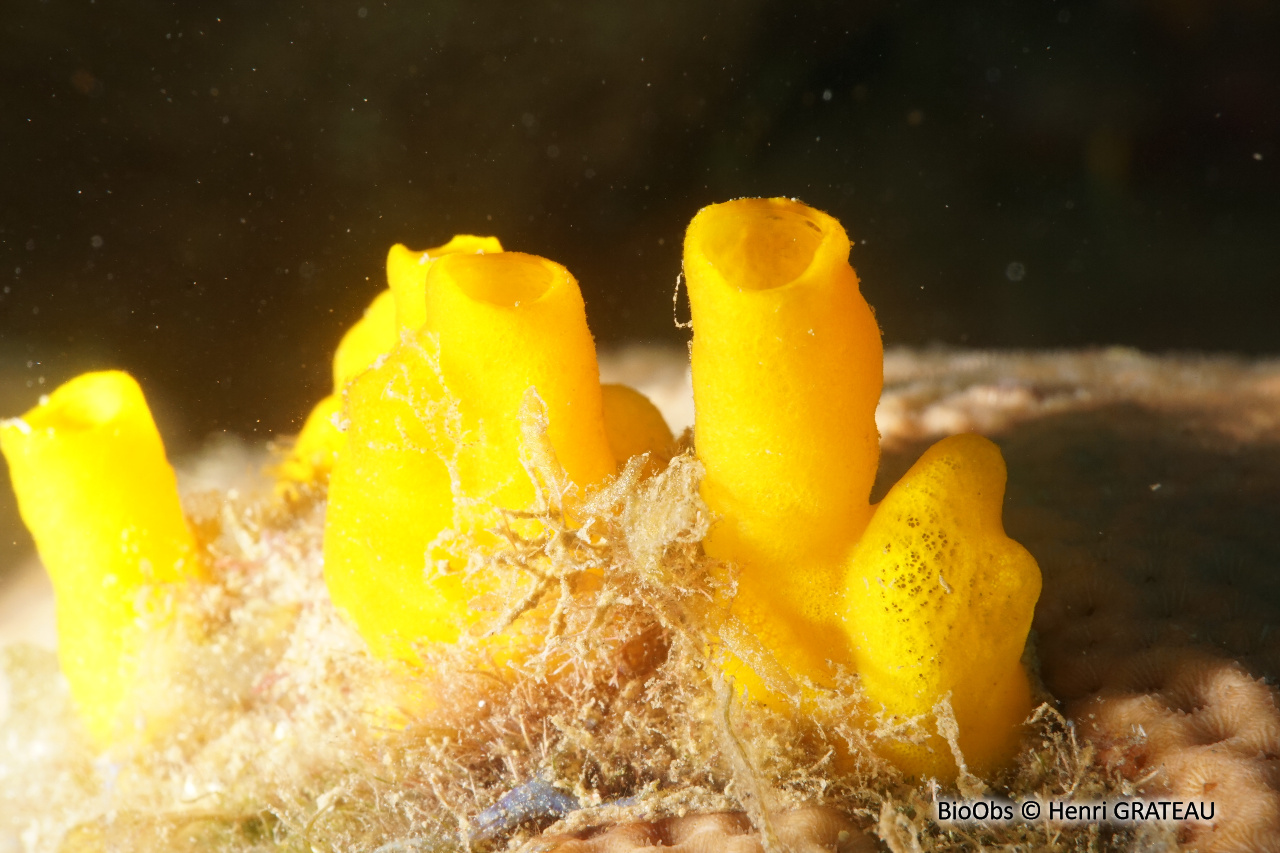 Eponge perforante jaune - Siphonodictyon coralliphagum - Henri GRATEAU - BioObs