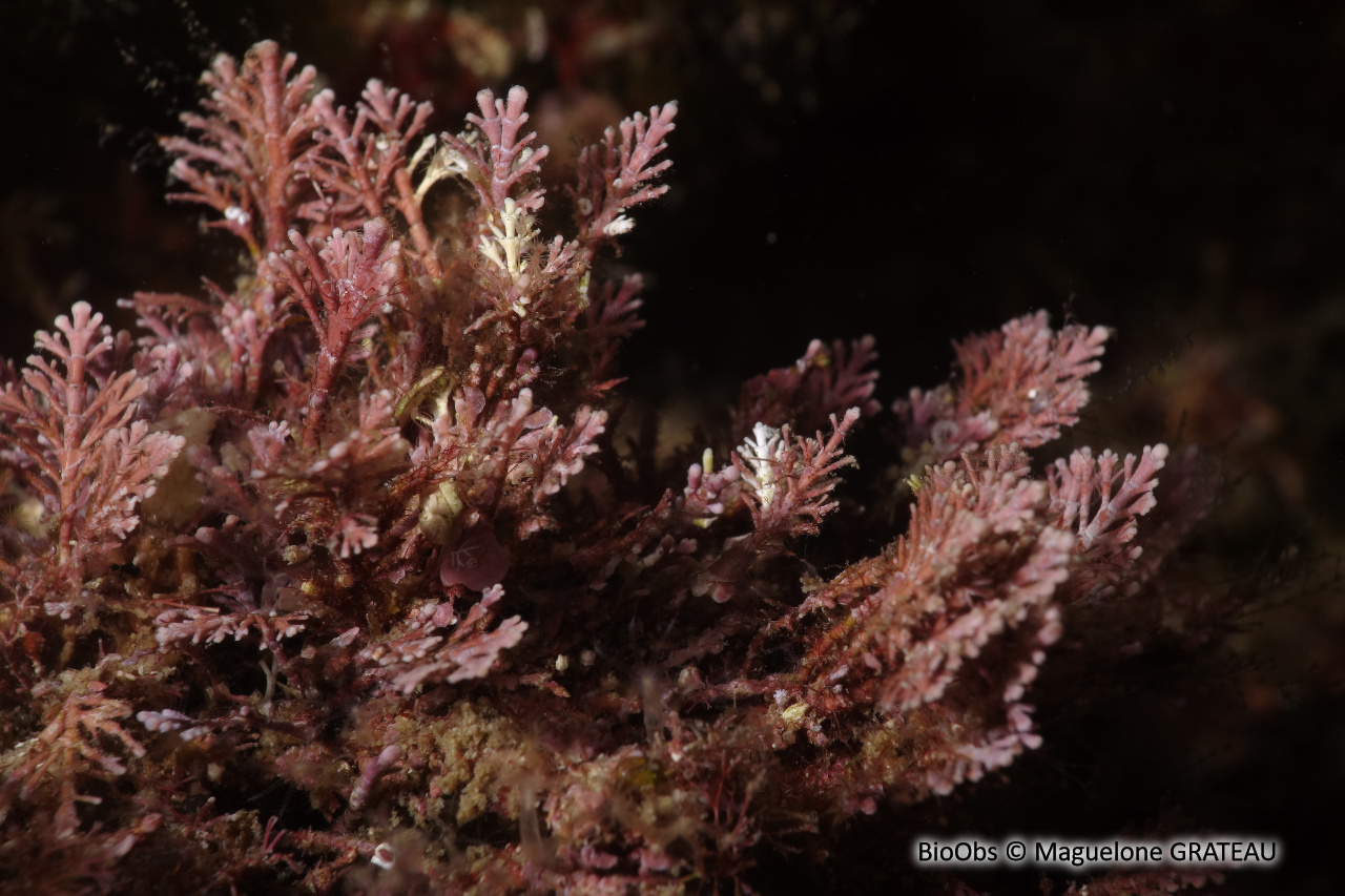 Coralline de Méditerranée - Corallina caespitosa - Maguelone GRATEAU - BioObs