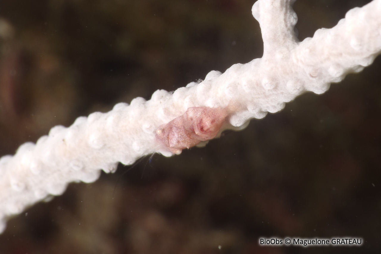 Crevette bossue des gorgones - Balssia gasti - Maguelone GRATEAU - BioObs
