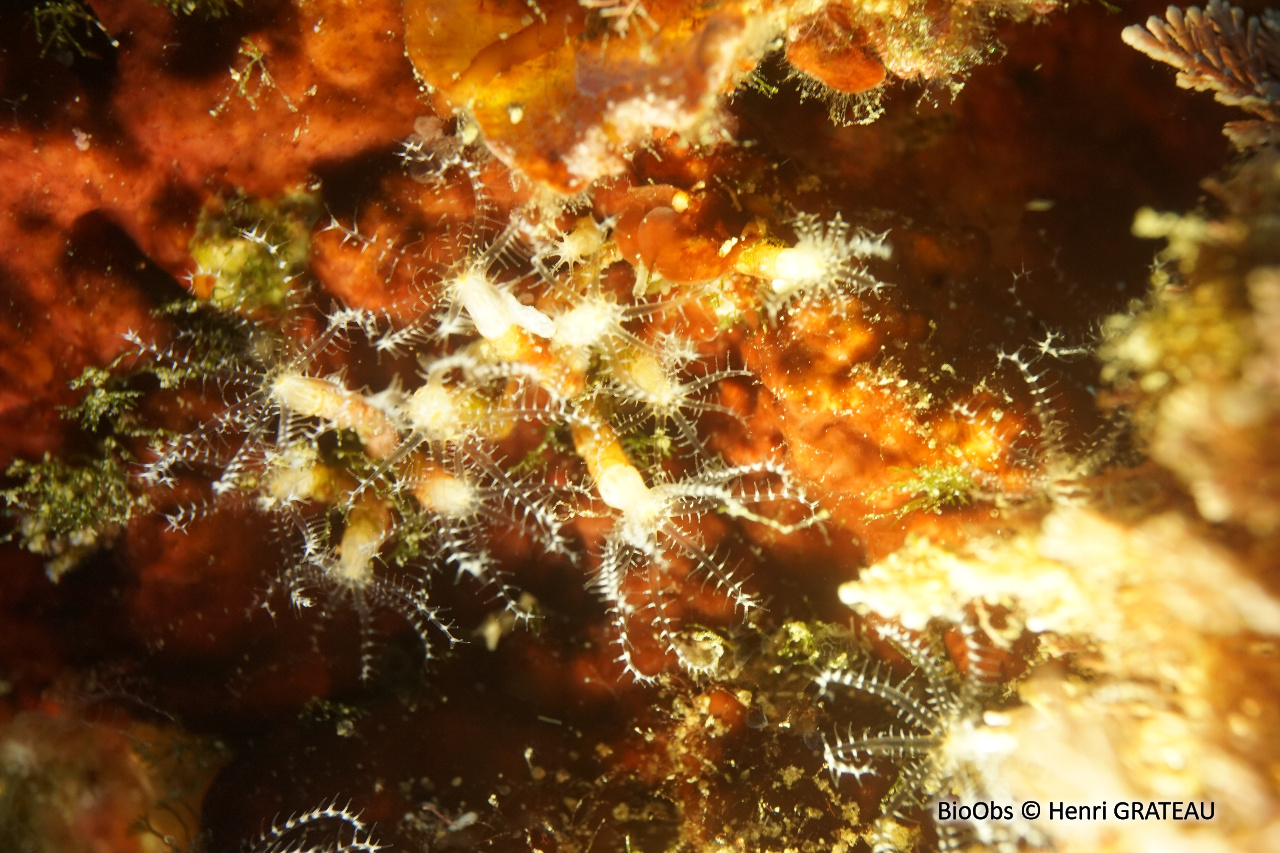Clavulaire commune - Clavularia crassa - Henri GRATEAU - BioObs