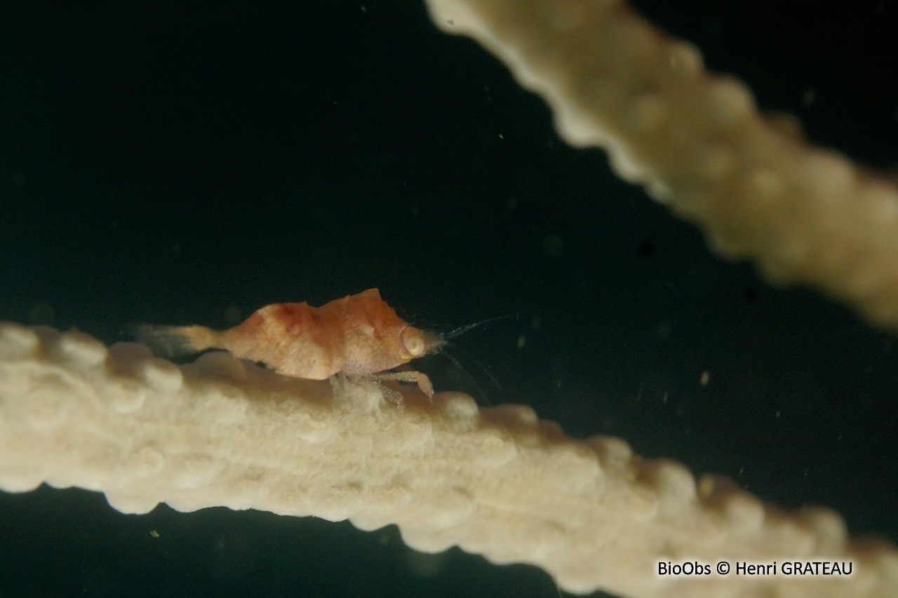 Crevette bossue des gorgones - Balssia gasti - Henri GRATEAU - BioObs