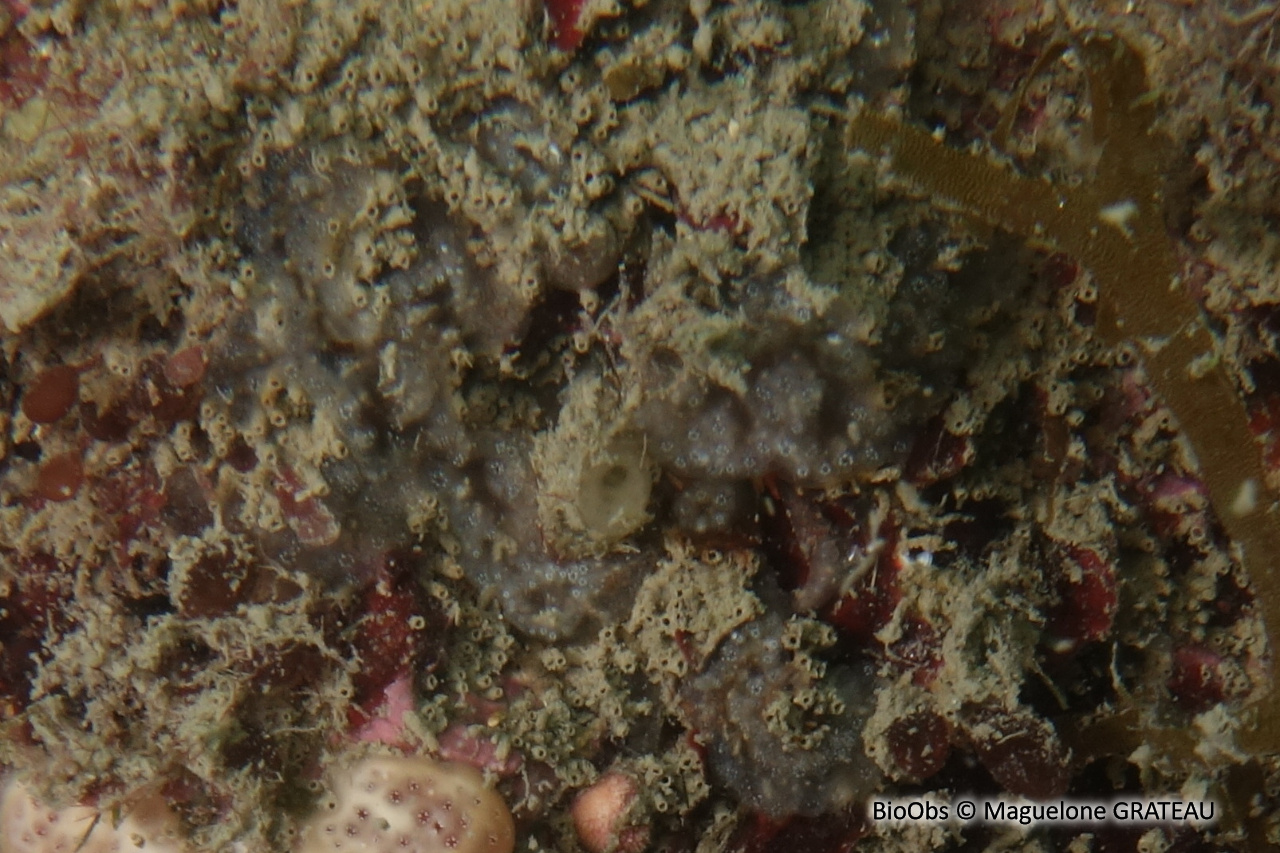 Aplidium bleu cendré - Aplidium coeruleum - Maguelone GRATEAU - BioObs