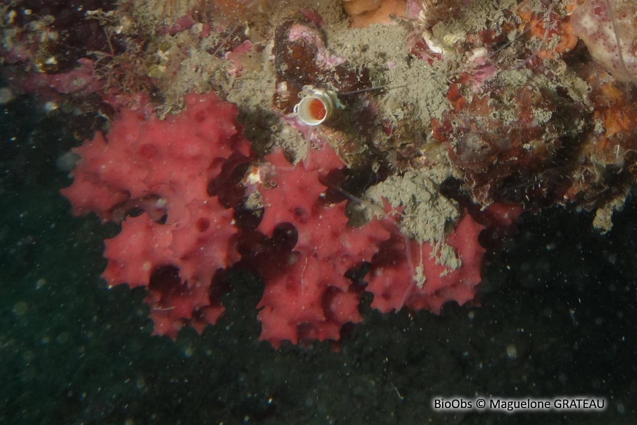 Aplysille rose - Aplysilla rosea - Maguelone GRATEAU - BioObs