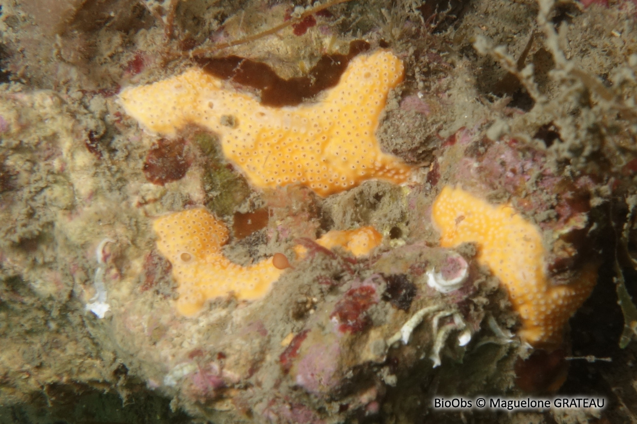 Didemne jaune - Polysyncraton bilobatum - Maguelone GRATEAU - BioObs