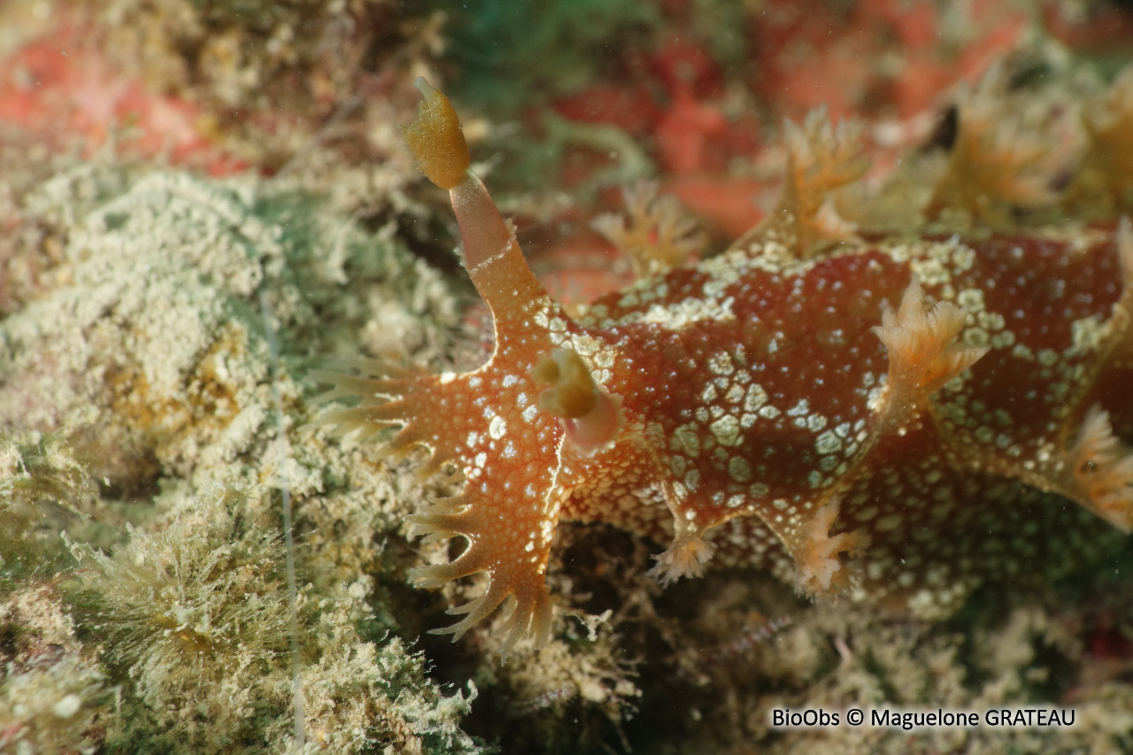 Marionia - Marionia blainvillea - Maguelone GRATEAU - BioObs