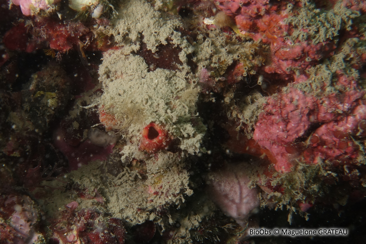 Violet de roche - Microcosmus polymorphus - Maguelone GRATEAU - BioObs