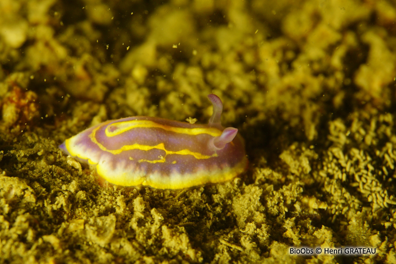 Doris de Brito - Felimida binza - Henri GRATEAU - BioObs