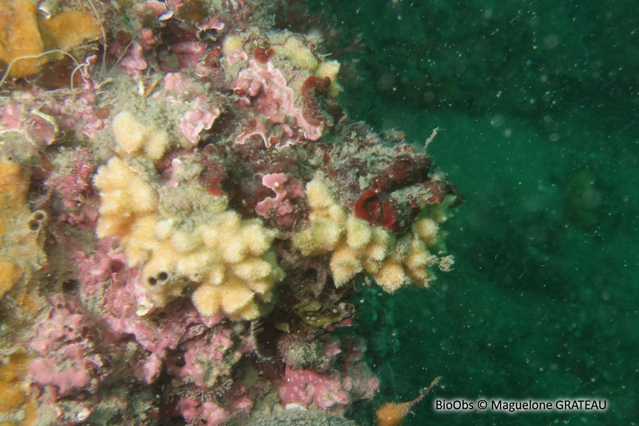 Bryozoaire corne d'élan - Dentiporella sardonica - Maguelone GRATEAU - BioObs