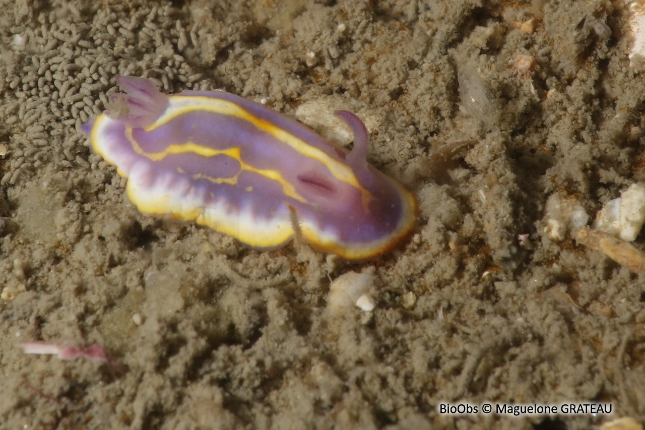 Doris de Brito - Felimida binza - Maguelone GRATEAU - BioObs