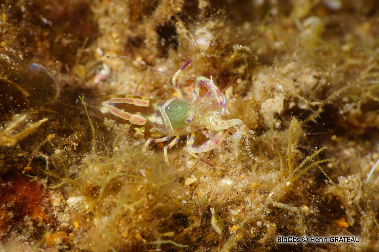 Péricliménès améthyste - Periclimenes amethysteus - Henri GRATEAU - BioObs