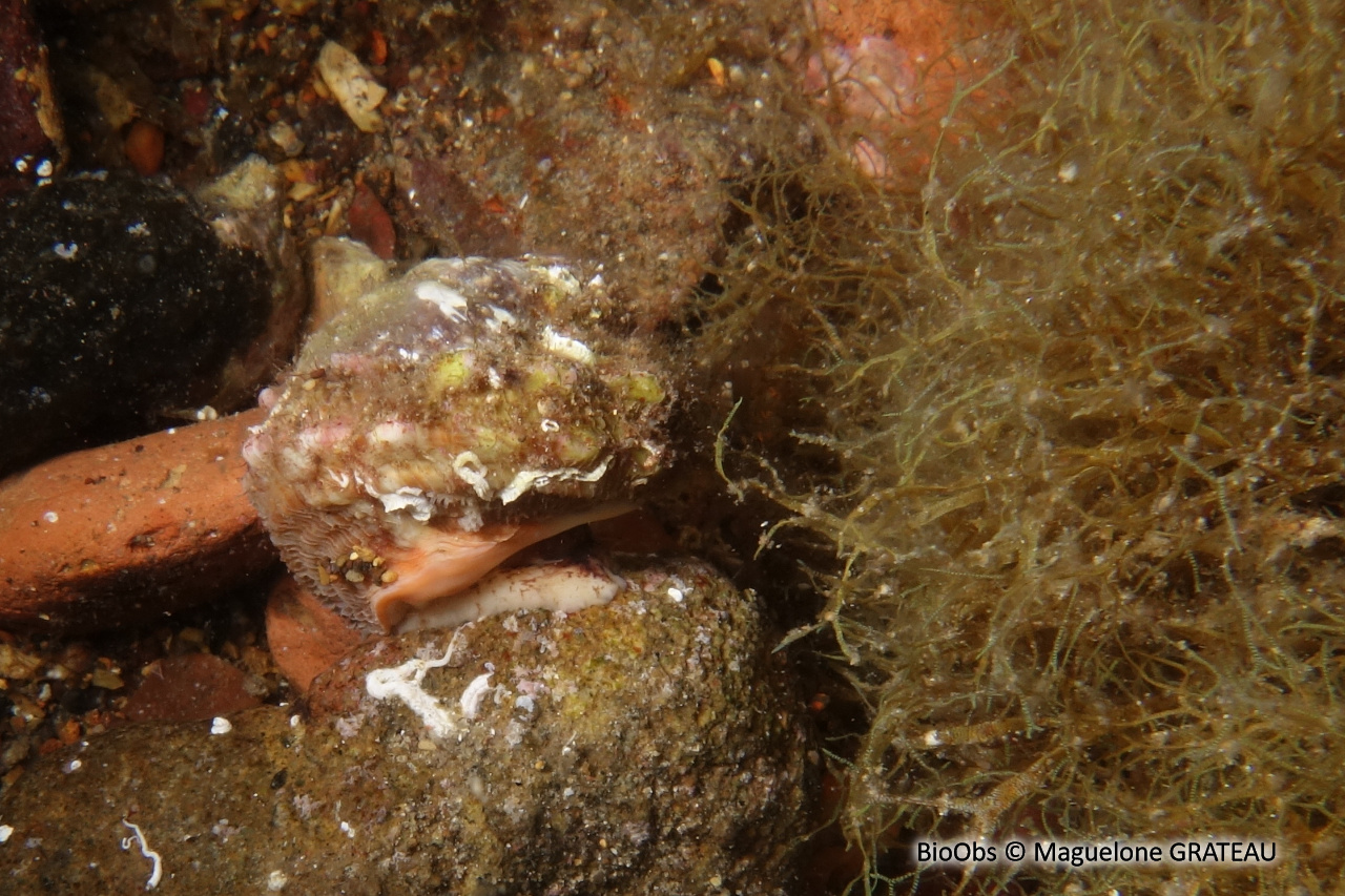 Astrée rugueuse - Bolma rugosa - Maguelone GRATEAU - BioObs