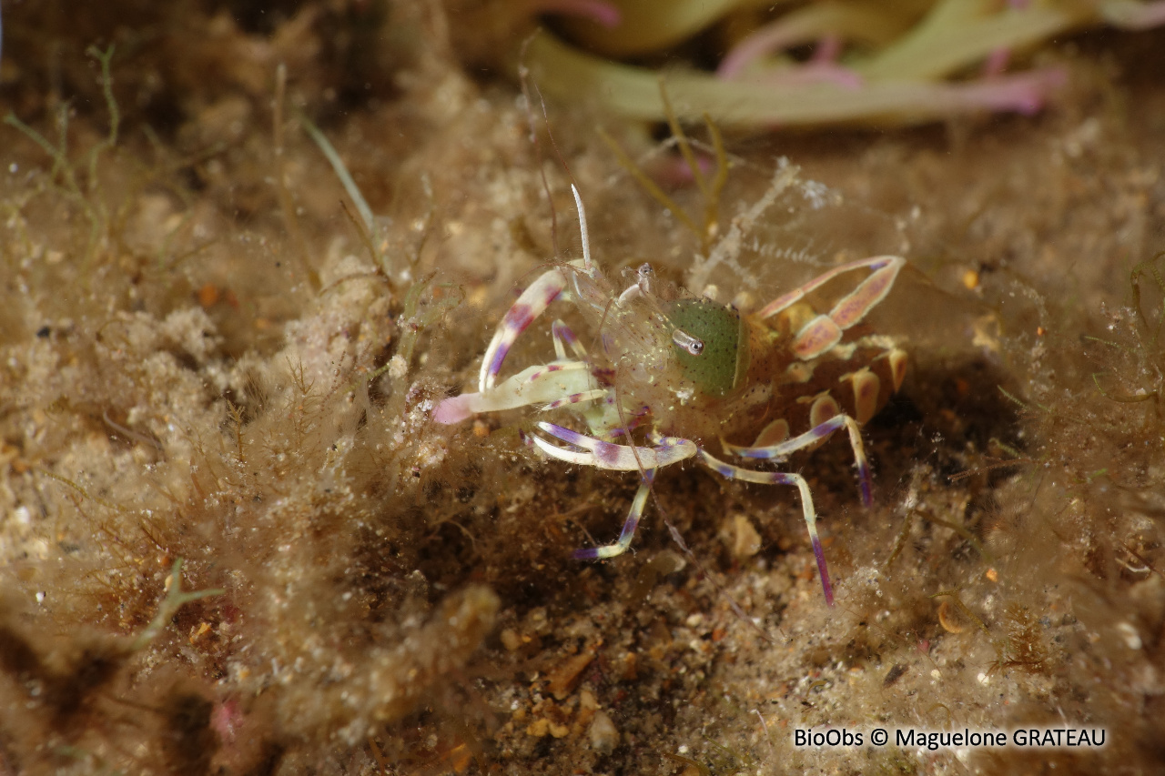 Péricliménès améthyste - Periclimenes amethysteus - Maguelone GRATEAU - BioObs