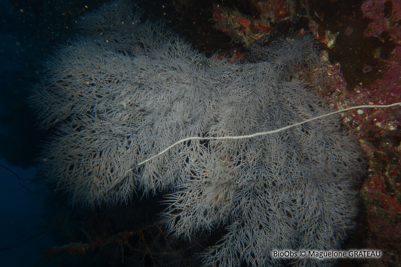 Corail noir tropical - Antipathes spp. - Maguelone GRATEAU - BioObs