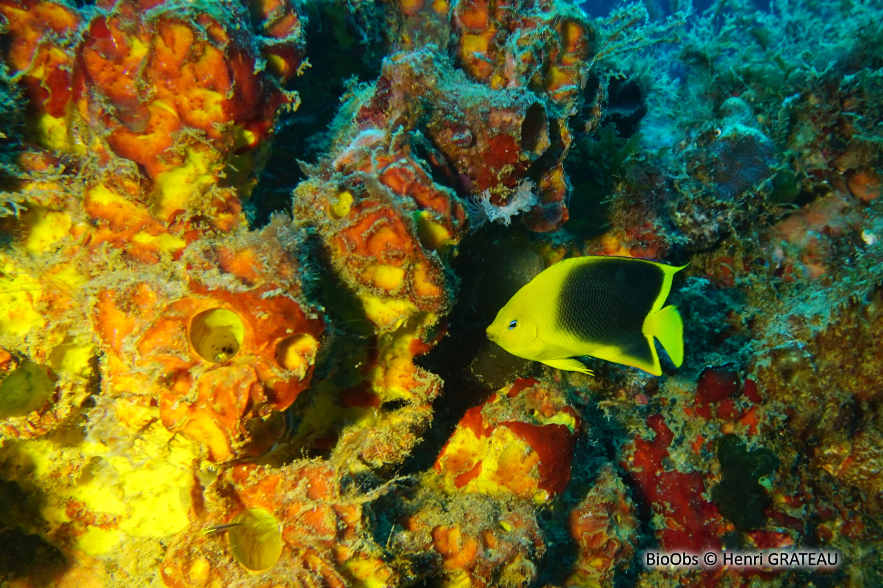 Ange des Caraïbes - Holacanthus tricolor - Henri GRATEAU - BioObs