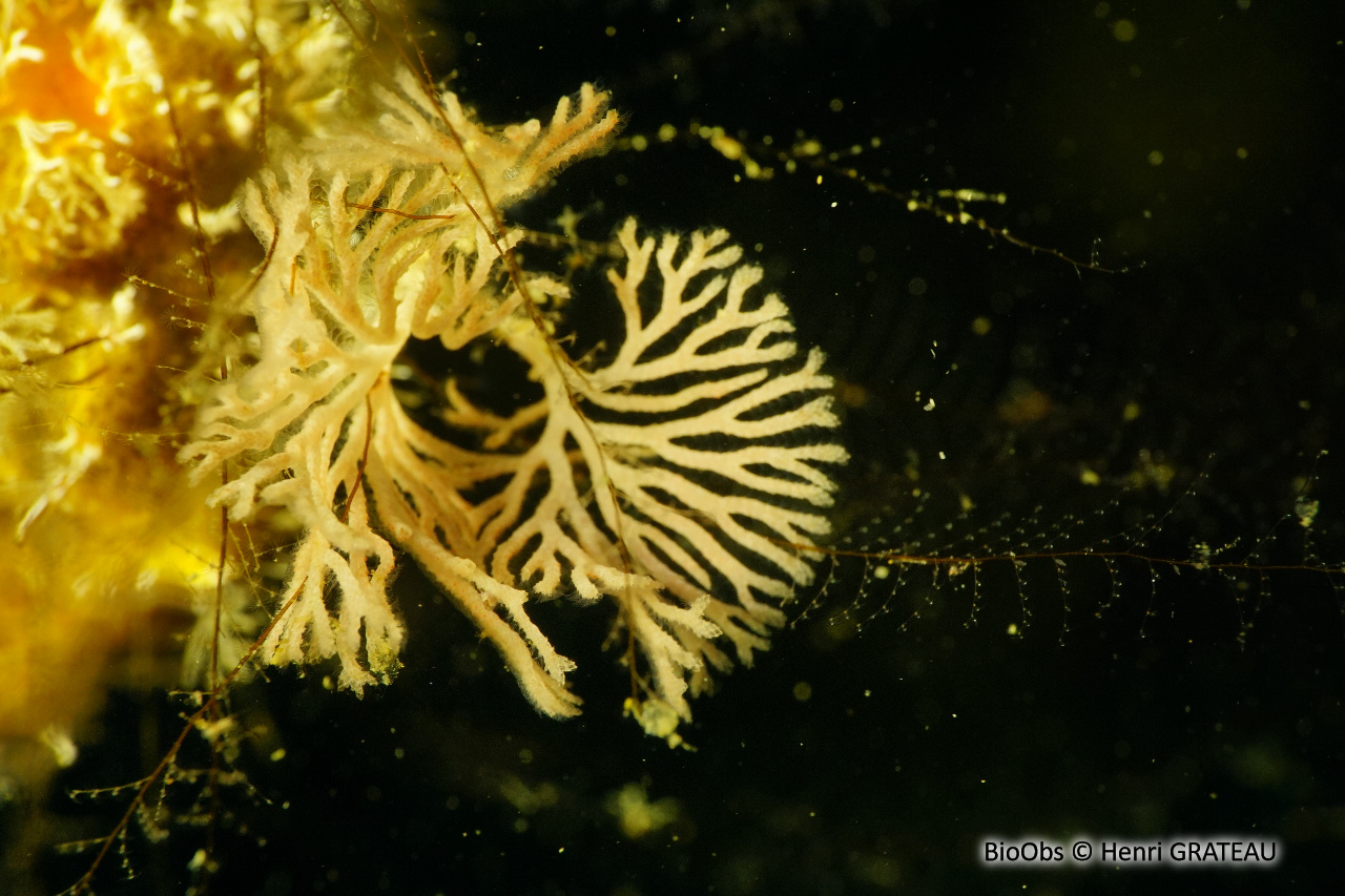 Bryozoaire-eventail blanc - Reteporellina evelinae - Henri GRATEAU - BioObs