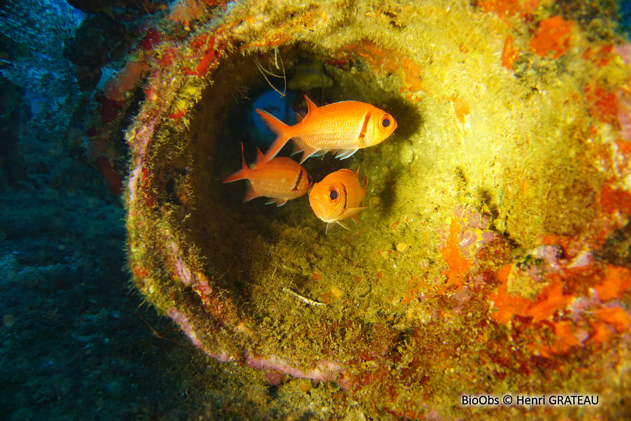 Mombin - Myripristis jacobus - Henri GRATEAU - BioObs