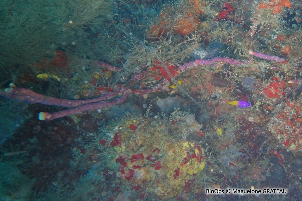 Eponge-corde à pores alignés - Aplysina cauliformis - Maguelone GRATEAU - BioObs