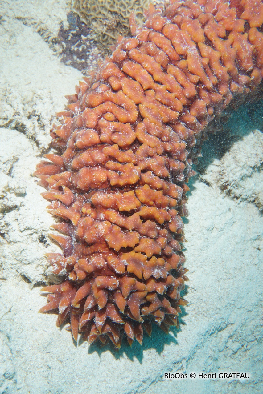 Concombre de mer épineux - Thelenota ananas - Henri GRATEAU - BioObs