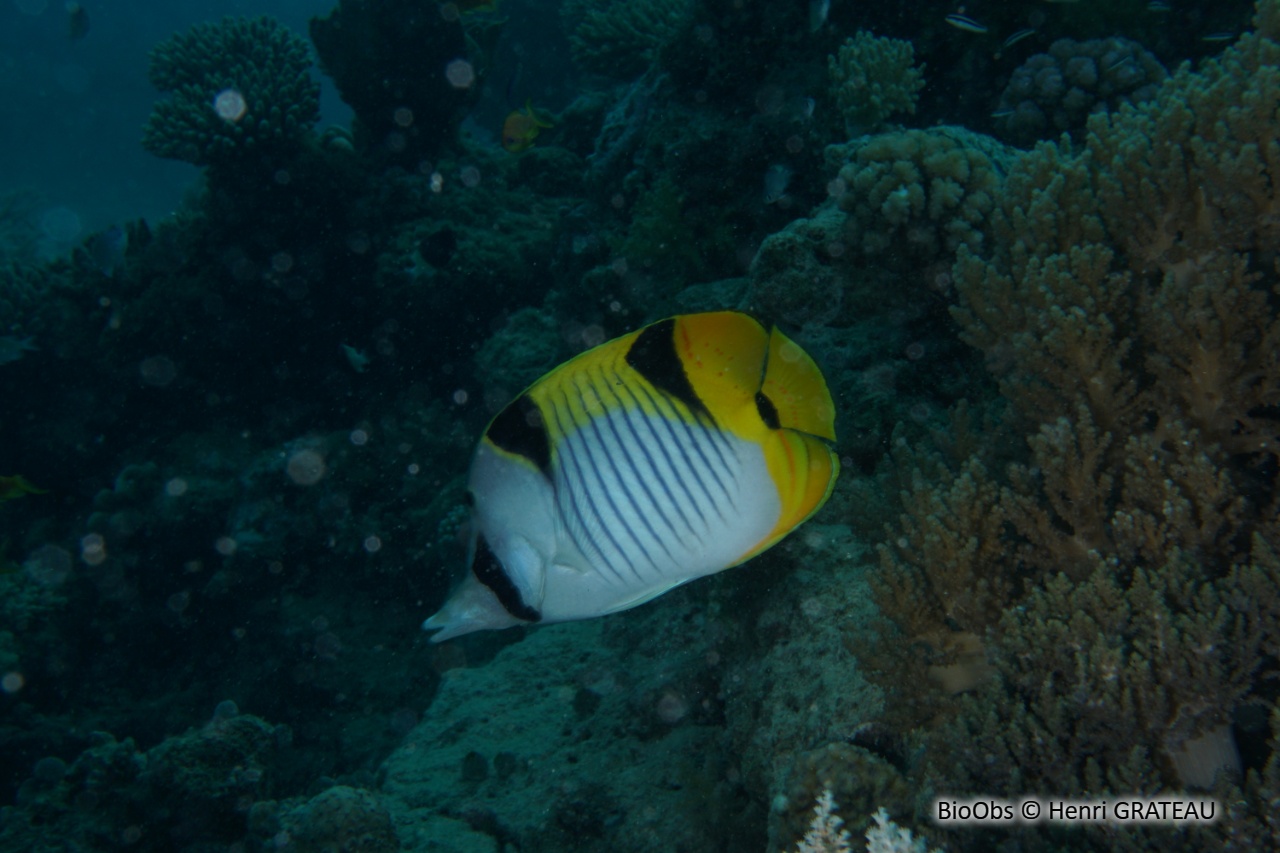 Poisson-papillon à selles - Chaetodon falcula - Henri GRATEAU - BioObs