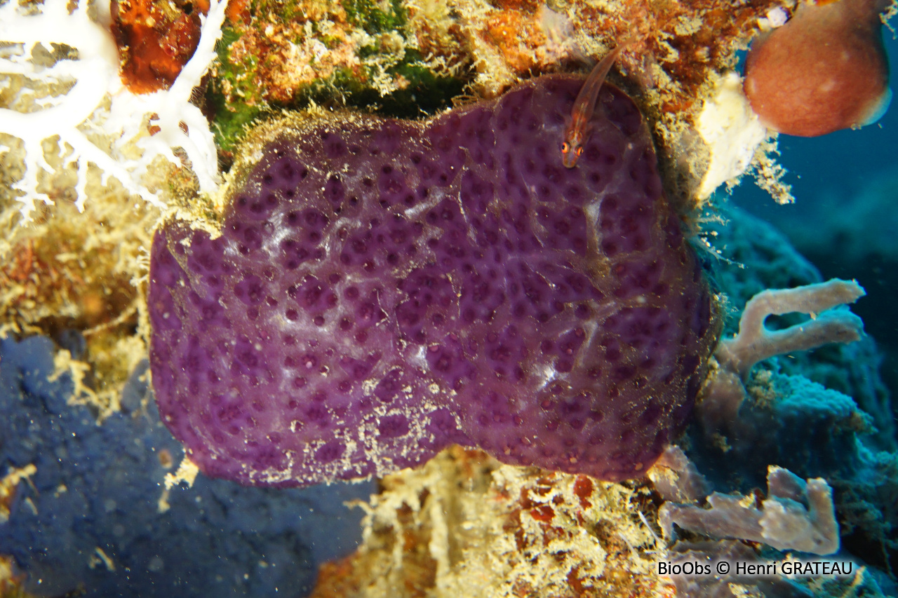 Ascidie coloniale violette - Cystodytes violatinctus - Henri GRATEAU - BioObs