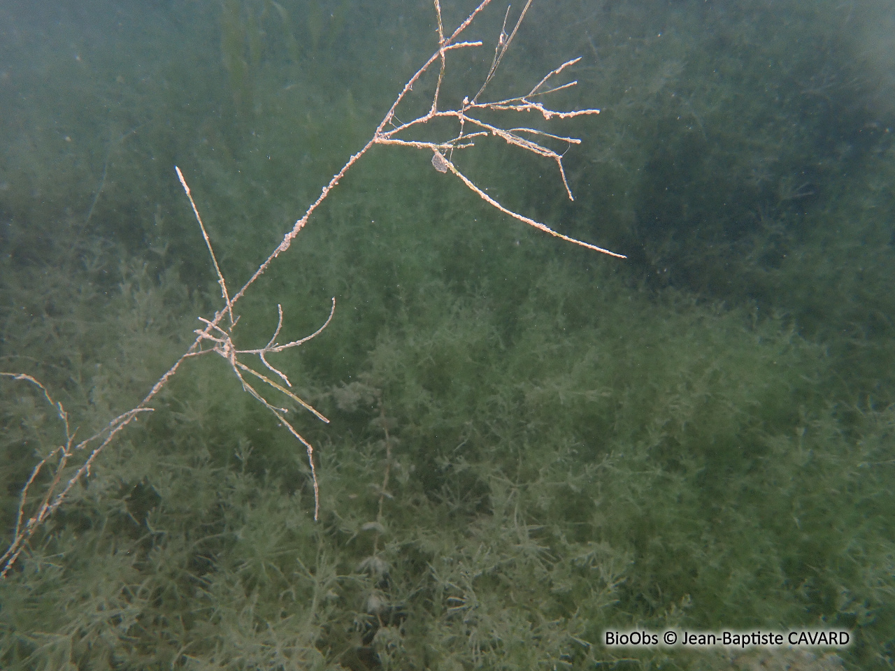 Potamot pectiné - Stuckenia pectinata - Jean-Baptiste CAVARD - BioObs