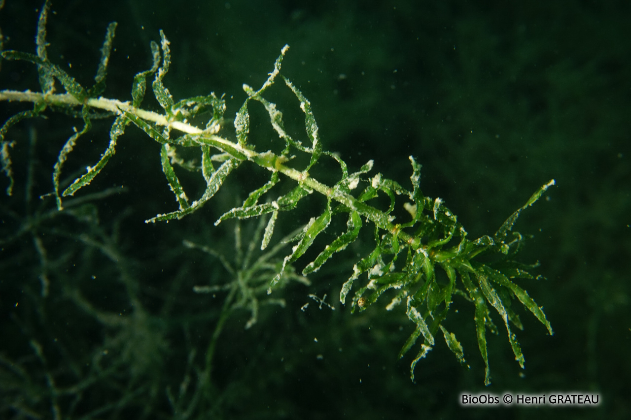 Élodée à feuilles étroites - Elodea nuttallii - Henri GRATEAU - BioObs
