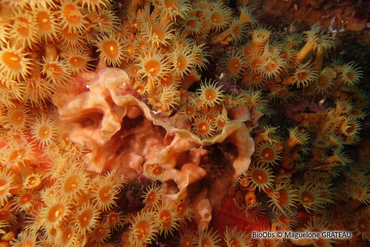 Schizomavelle auriculé - Schizomavella (Schizomavella) auriculata - Maguelone GRATEAU - BioObs