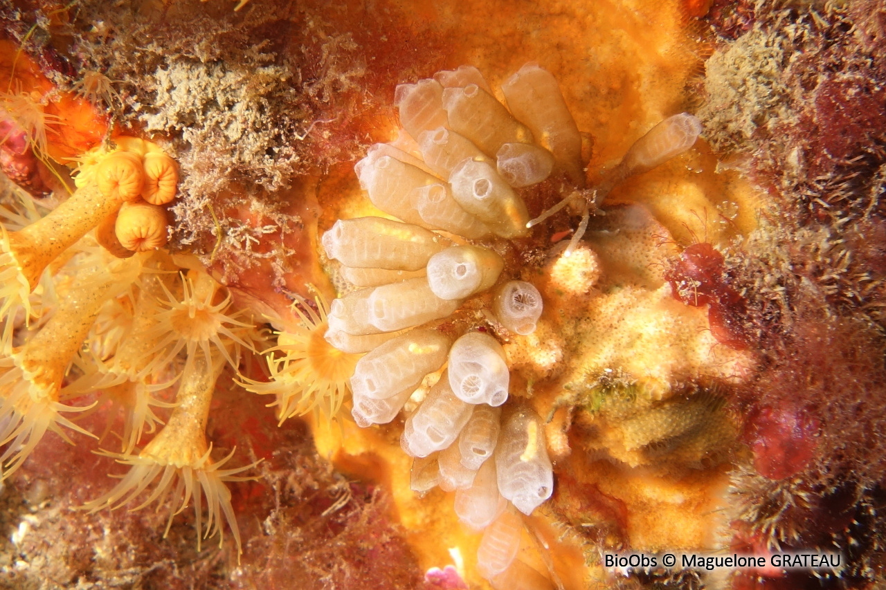 Claveline naine de l'Atlantique - Pycnoclavella atlantica - Maguelone GRATEAU - BioObs