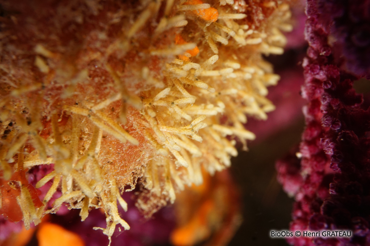 Cellaire salicorne - Cellaria salicornioides - Henri GRATEAU - BioObs