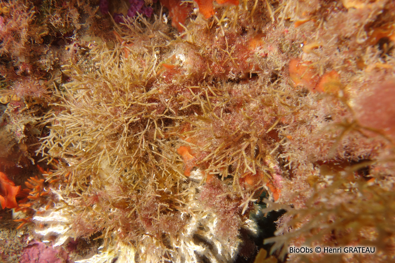 Cellaire salicorne - Cellaria salicornioides - Henri GRATEAU - BioObs