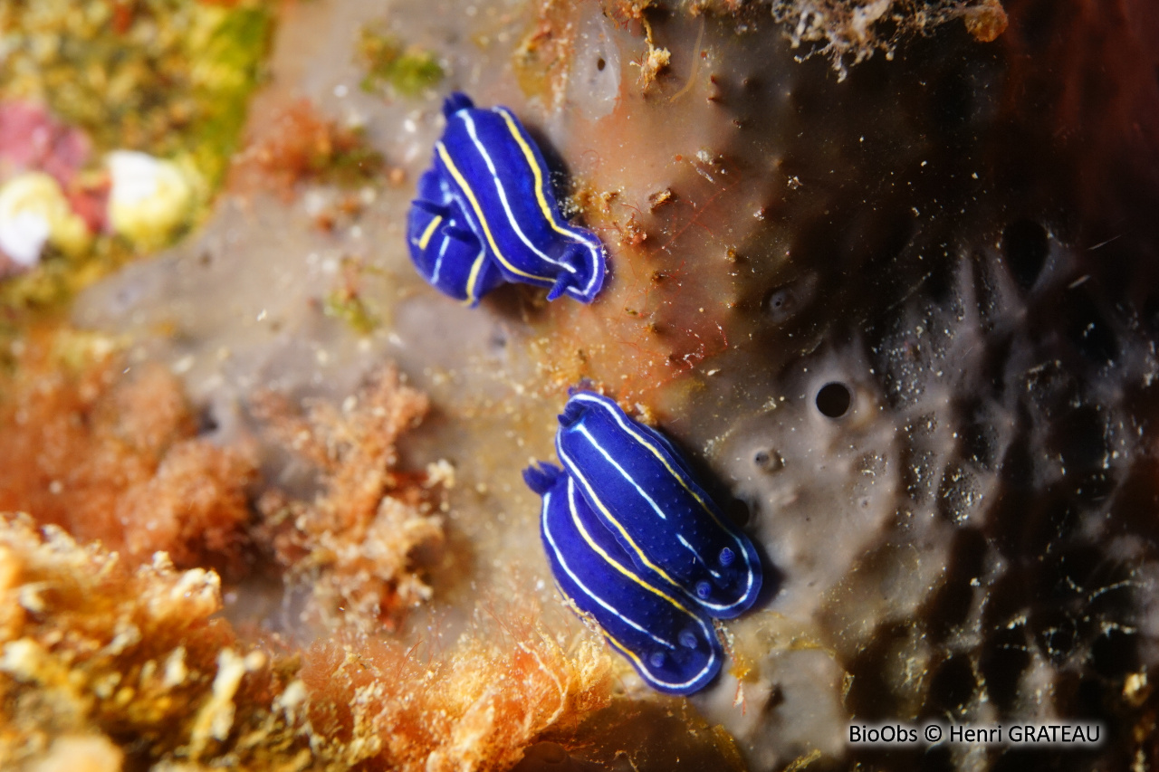 Doris céleste - Felimare orsinii - Henri GRATEAU - BioObs