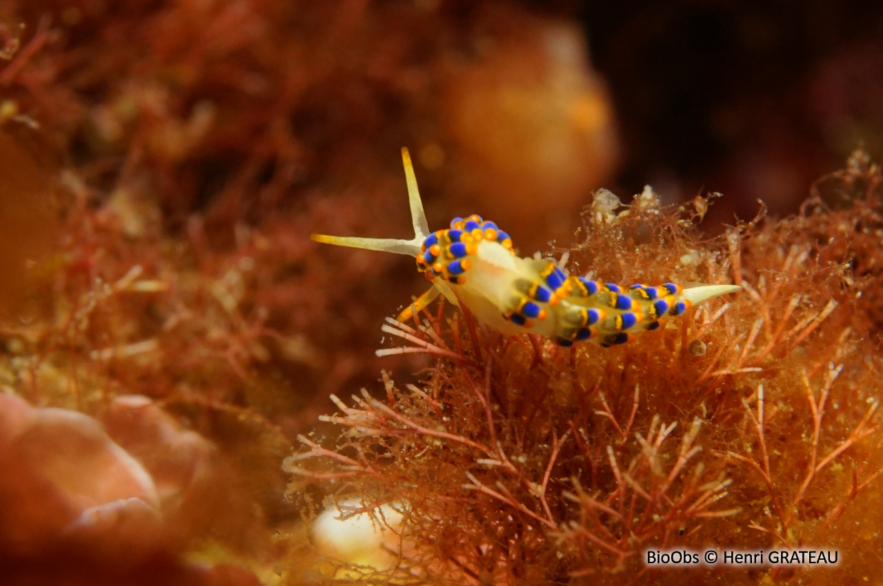 Eolidien de Morrow - Trinchesia morrowae - Henri GRATEAU - BioObs