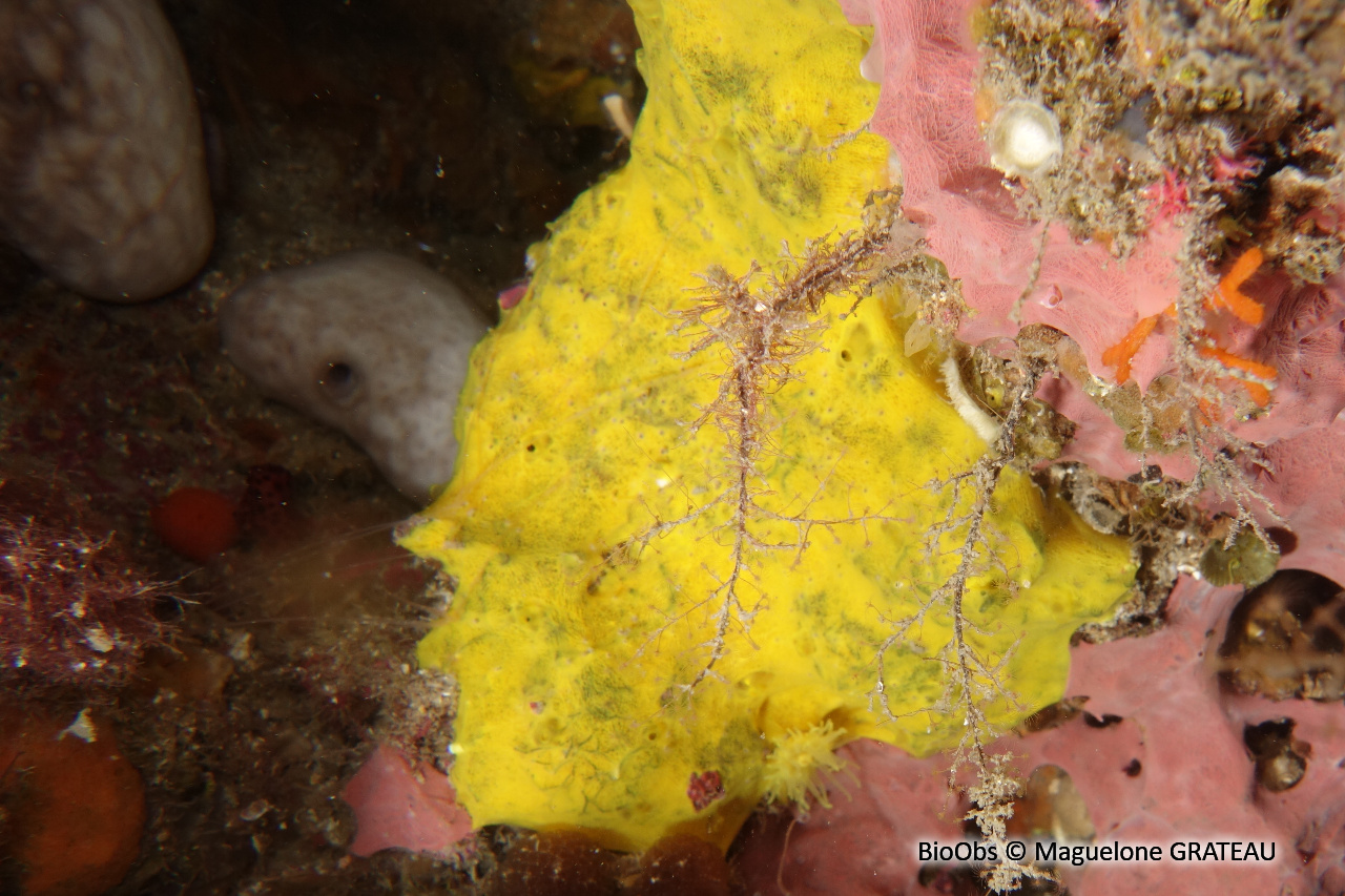 Hexadelle jaune d'or - Hexadella pruvoti - Maguelone GRATEAU - BioObs