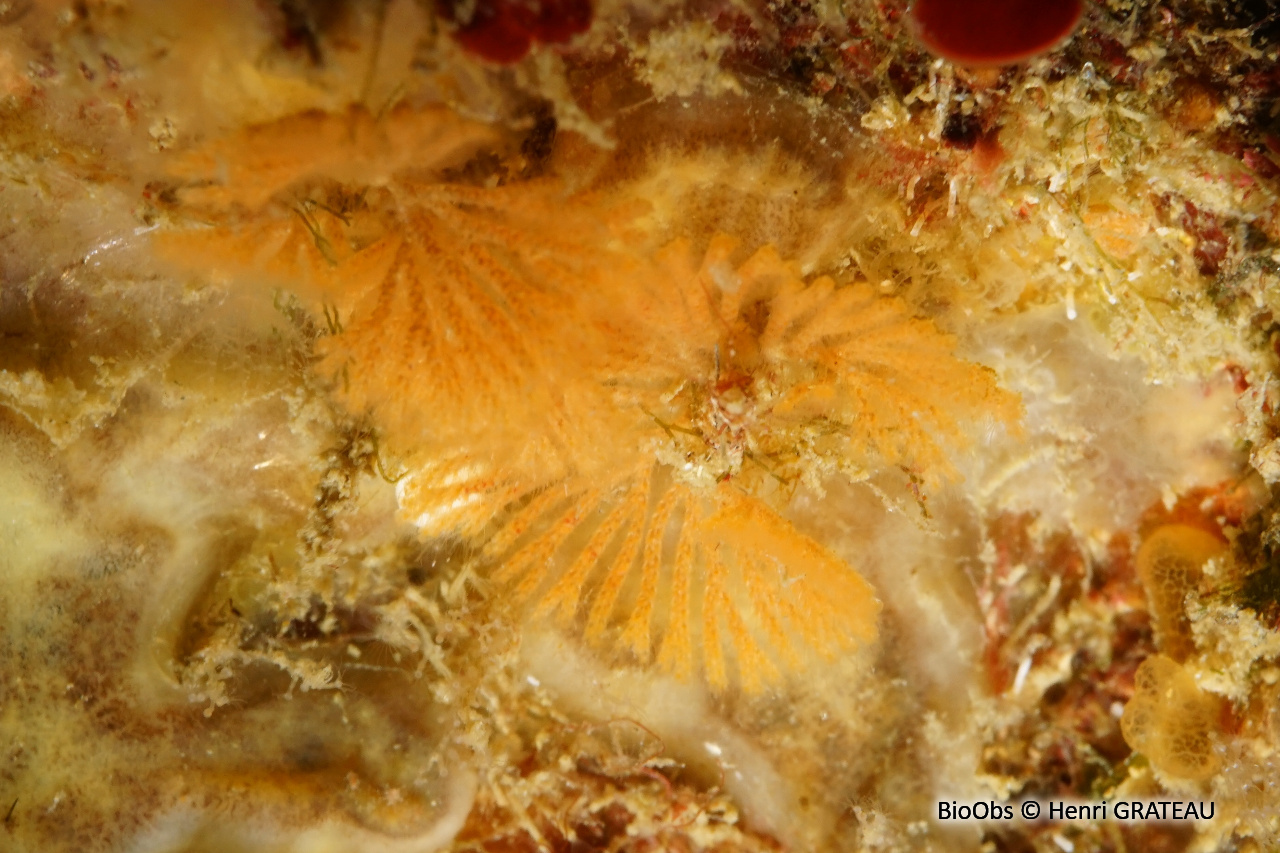 Bryozoaire à fouet - Caberea boryi - Henri GRATEAU - BioObs