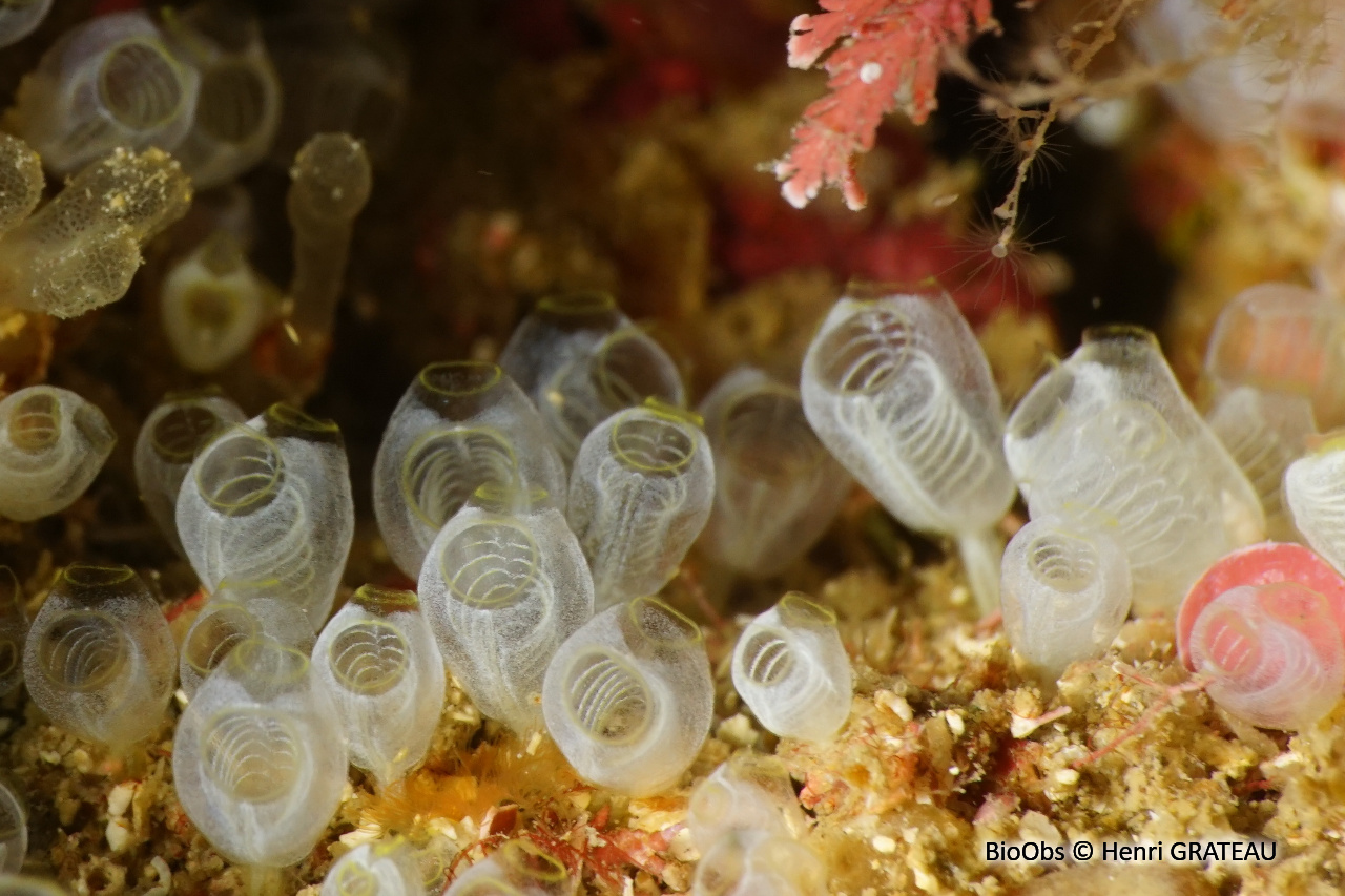 Clavelines naines - Pycnoclavella communis/ nana - Henri GRATEAU - BioObs
