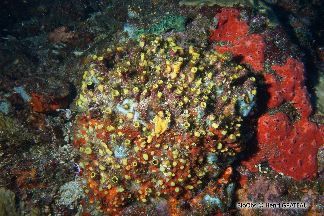 Eponge perforante jaune - Siphonodictyon coralliphagum - Henri GRATEAU - BioObs