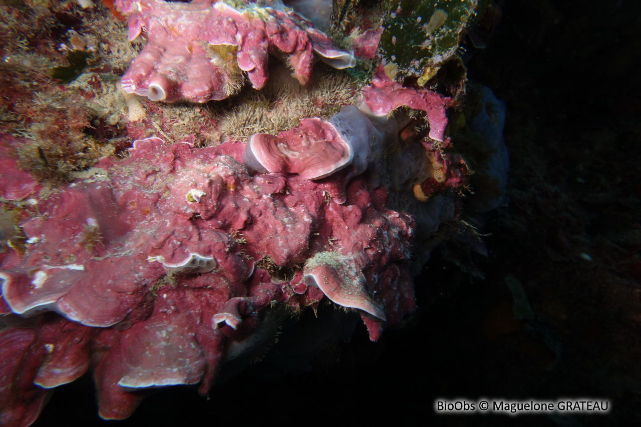 Mésophylle alterné - Mesophyllum alternans - Maguelone GRATEAU - BioObs