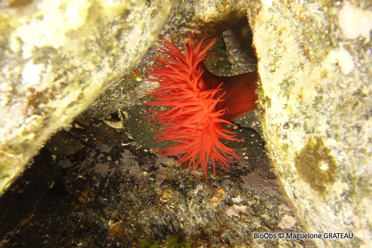 Tomate de mer de Méditerranée - Actinia mediterranea - Maguelone GRATEAU - BioObs