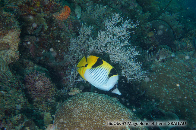 Poisson-papillon à selles - Chaetodon falcula - Maguelone GRATEAU - BioObs