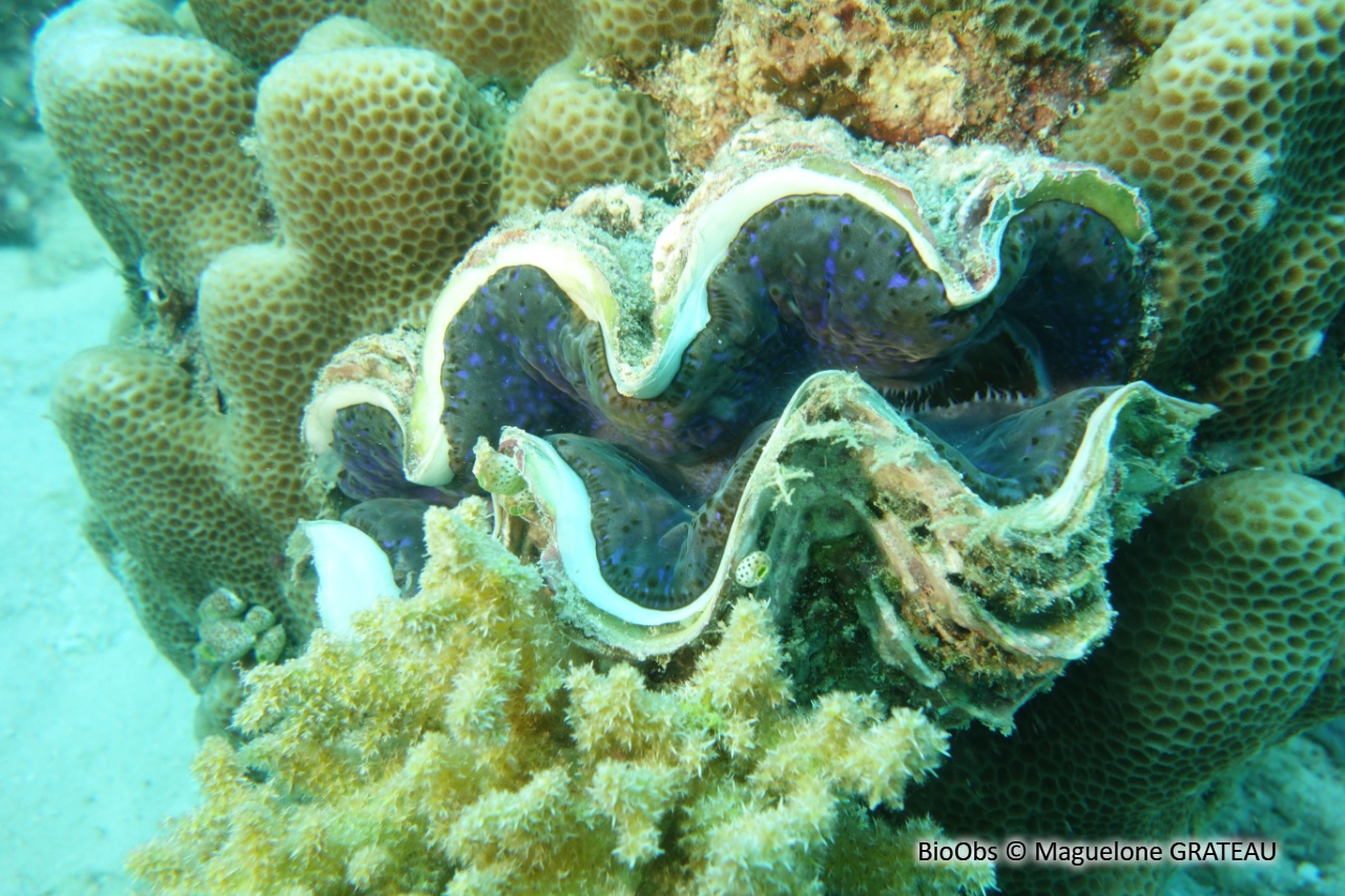 Grand bénitier gaufré - Tridacna squamosa - Maguelone GRATEAU - BioObs