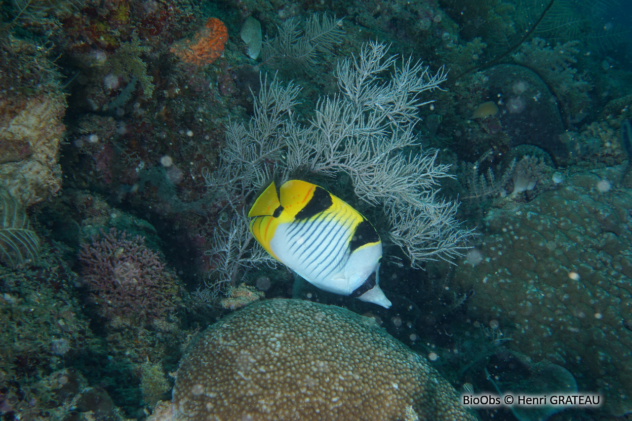 Poisson-papillon à selles - Chaetodon falcula - Henri GRATEAU - BioObs