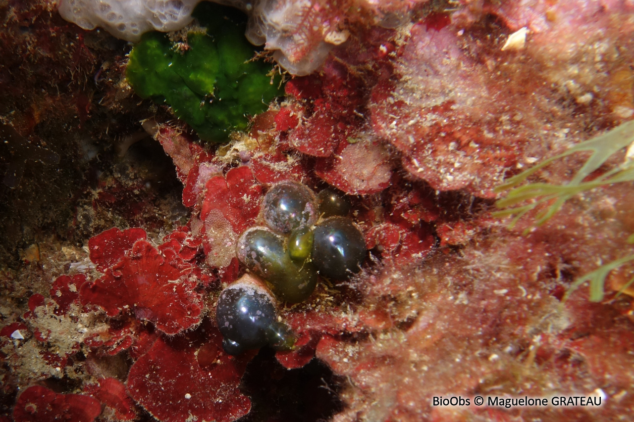 Valonie grosse bulle - Valonia macrophysa - Maguelone GRATEAU - BioObs