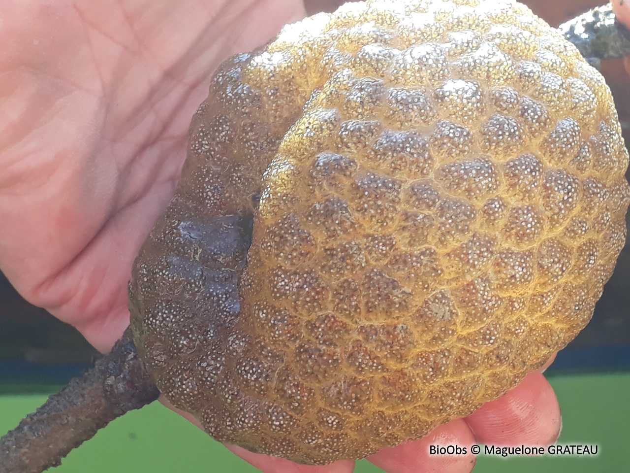 Bryozoaire flottant - Pectinatella magnifica - Maguelone GRATEAU - BioObs