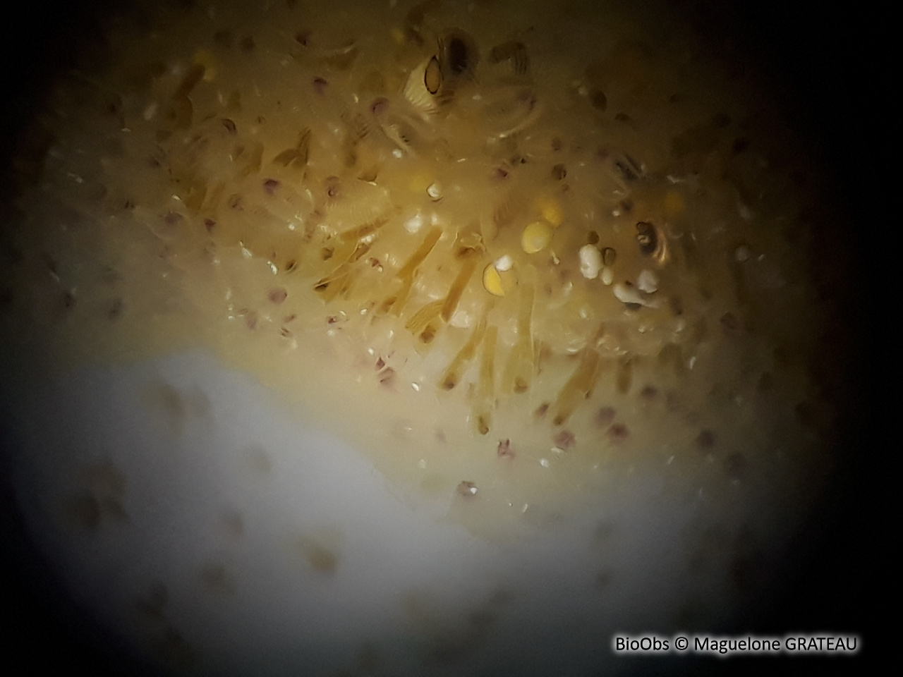 Bryozoaire flottant - Pectinatella magnifica - Maguelone GRATEAU - BioObs