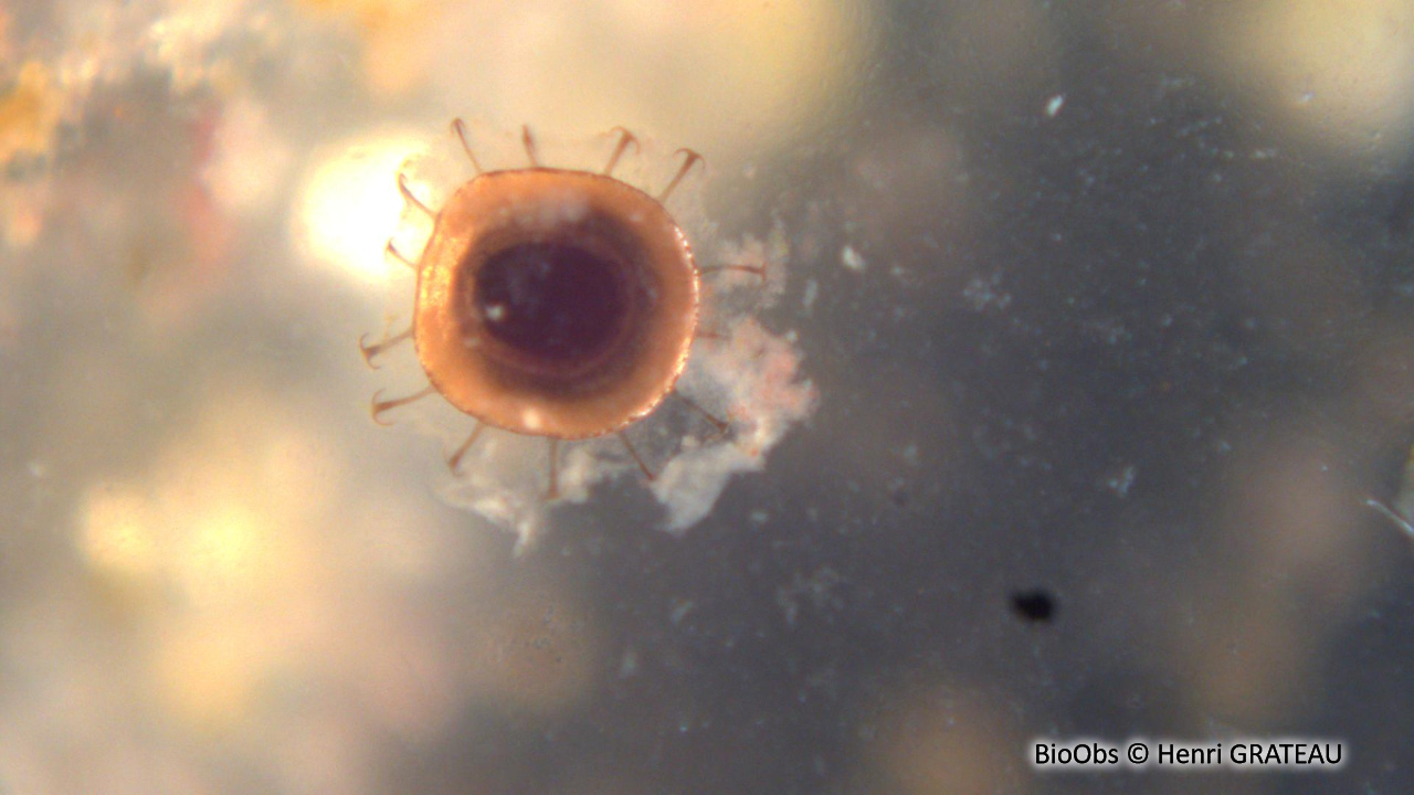 Bryozoaire flottant - Pectinatella magnifica - Henri GRATEAU - BioObs