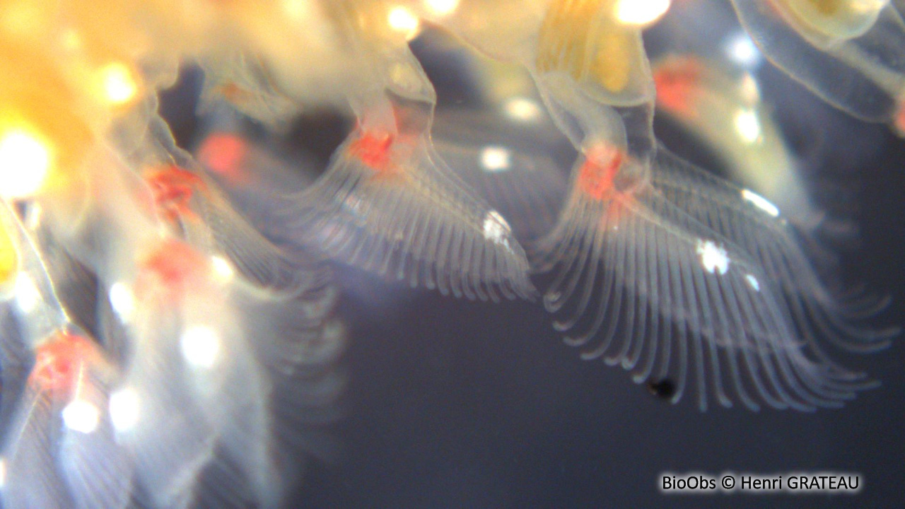 Bryozoaire flottant - Pectinatella magnifica - Henri GRATEAU - BioObs