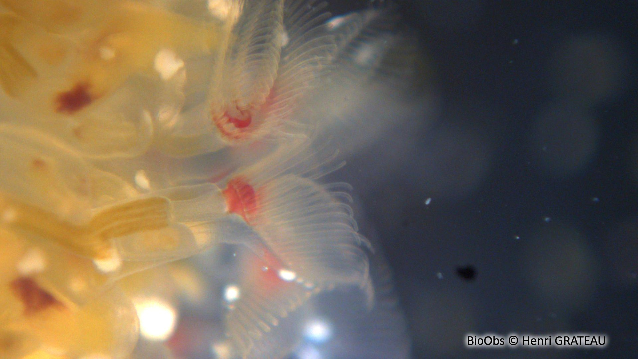 Bryozoaire flottant - Pectinatella magnifica - Henri GRATEAU - BioObs