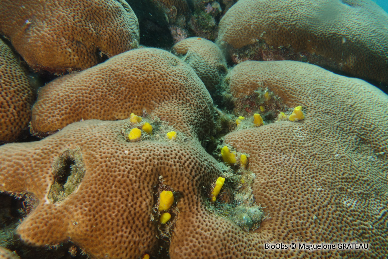 Corail starlette massif - Siderastrea siderea - Maguelone GRATEAU - BioObs