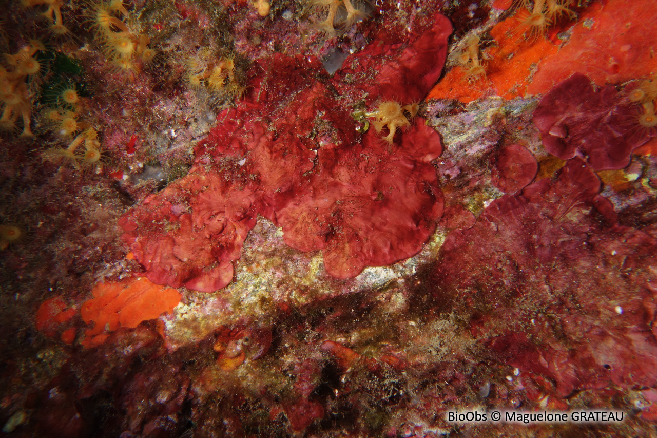 Peyssonnele calcifiée - Peyssonnelia rosa-marina - Maguelone GRATEAU - BioObs