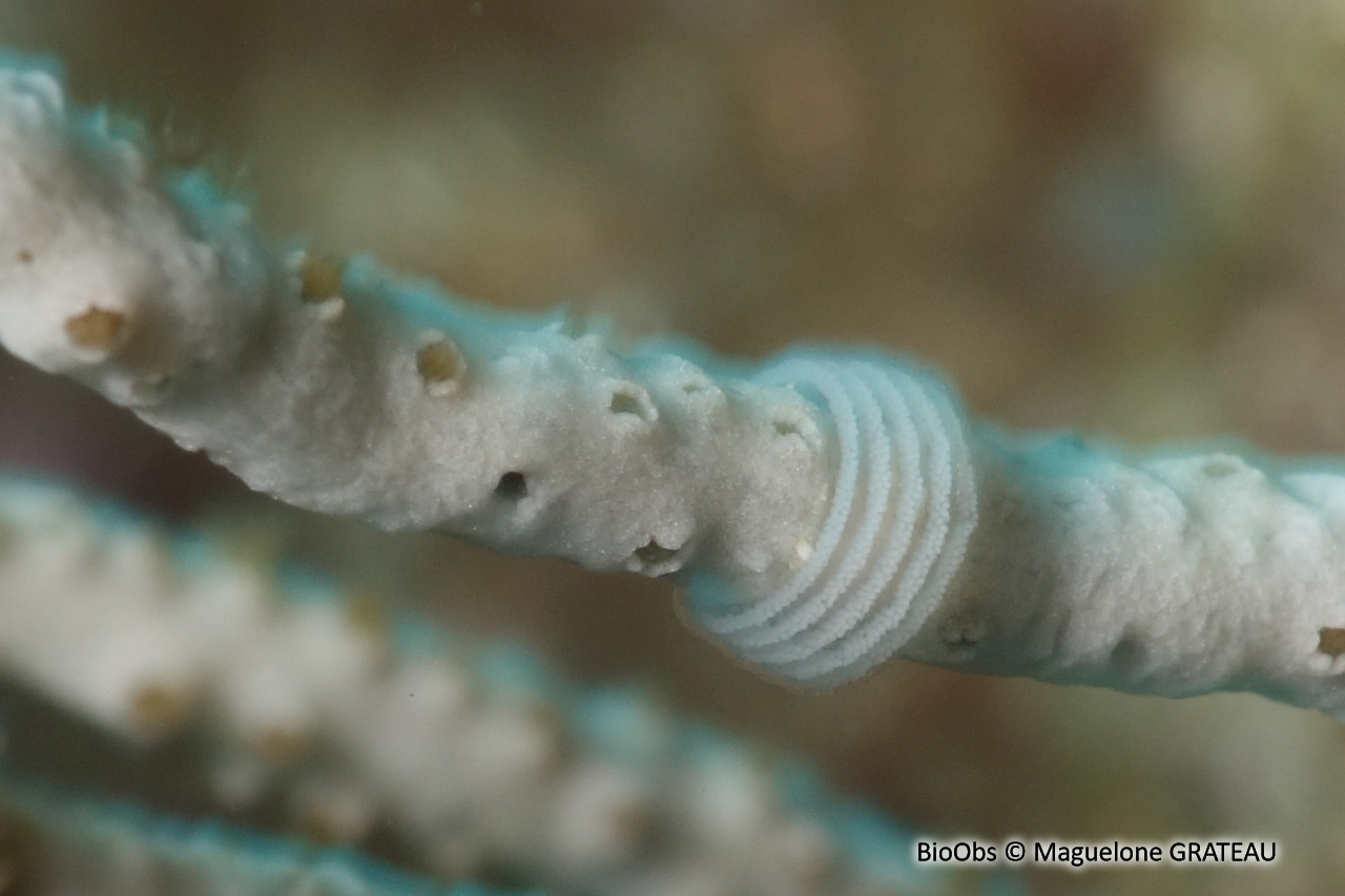 Tritonie des gorgones ponte - Duvaucelia ponte - Maguelone GRATEAU - BioObs